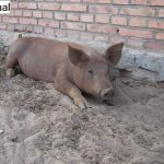 写真のモザイク処理サイトなどなど。