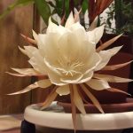 ヒガンバナも月下美人もソメイヨシノと同じクローン植物。全国すべて同一の遺伝子!