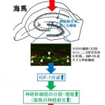 セロトニン3型受容体アゴニストが新しい抗うつ薬になる可能性