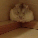 動物gifが好きなんや♥
