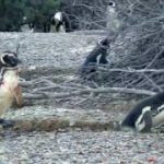 ペンギンの恋愛事情について