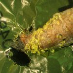 ポリエチレンを食べて分解する蛾の幼虫がみつかった