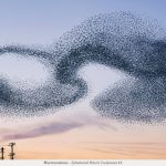 鳥が大きな群れで飛ぶ理由