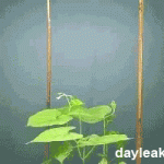 植物のツルが支柱を探す様子