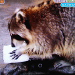アライグマに綿菓子