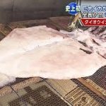 ダイオウイカスルメが完成!