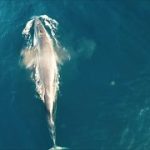 ドローンで撮影したシロナガスクジラの捕食映像