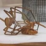命がけの「緊縛メス蜘蛛」との交尾