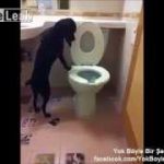 Smart Dogs