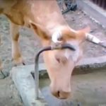 賢いウシの動画集