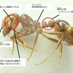 ヒアリの毒とはどんなものか?