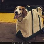 NYCの地下鉄ではバッグに入ってない犬の乗車は禁止! これらの犬はOK?