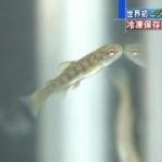 世界初、 精巣凍結技術でニジマスからヤマメを産ませることに成功