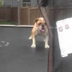 トランポリンを楽しんでいるように見えるブルドッグ