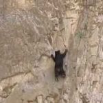 クマのロッククライミング