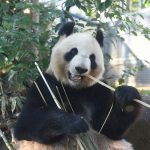 パンダ、和歌山でバンバン誕生 上野の赤ちゃん、騒ぎすぎでは?