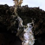 フィンゴリモド (FTY720):多発性硬化症に対する臨床試験、メカニズム、冬虫夏草との関係
