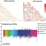 2012年、科学分野における10大ニュース 過去1万年間の人口爆発による希少な遺伝的変異の蓄積