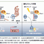 がん遺伝子に誘導されたNrf2の転写は、ROSを無毒化し、腫瘍発生を促進する