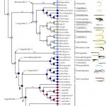 ウナギの祖先は深海魚?
