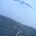 アホウドリの食卓に深海魚?