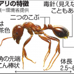 ヒアリに刺されたらどうする?刺されないようにするには?