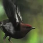 翼を1秒間に107回振動させる鳥:アンデスのキガタヒメマイコドリ