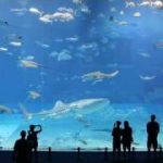 沖縄美ら海水族館の「黒潮の海」水槽