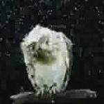 プラハ動物園CM、Honky Tonk Woman