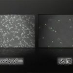 ゲノム解析:ヒトとチンパンジーの最大の違いは、精子の生産