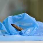「レジ袋分解するガの幼虫」に疑問符