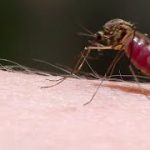 なぜ逃げられる? 蚊が飛ぶ瞬間の謎を解明