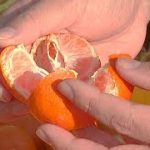ミカンの「有田むき」知りませんでした。