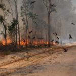 北オーストラリアに住むトビやハヤブサの仲間は、狩りのために意図的に火事を広げる