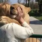 This Swiss lady raises those 2 lions but when they get too big they were put in a zoo. 7 years later she goes to visit. Watch.