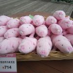 不老不死の鍵を握る哺乳類「ハダカデバネズミ」。老化を見せず生殖も(今のところ)永遠に続ける