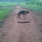 Dog bites an electric eel