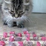 猫は「生肉」と「茹でた肉」…どっちが好き?