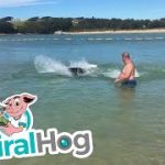 ヒトが大勢いる浅いビーチで魚を捕るアザラシ