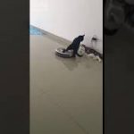 ルンバの扱いに長けたネコ