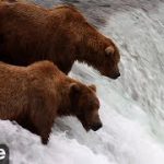 アラスカのヒグマのサケ狩り解禁。ライブカメラ映像公開中!