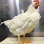 卵白にヒトインターフェロンβタンパク質を大量に含むニワトリができました