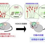 エタノールが他者の心を読む能力を強める?