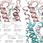 大発見!和歌山医大のグループだけで依存性の無い鎮痛化合物を開発した?