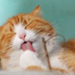 猫の舌がザラザラしている理由