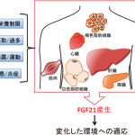 新たなNASH治療薬(FGF21のPEG化アナログ)、肝脂質比を有意に減少