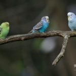 セキセイインコの雌、パートナー選びの基準は「頭の良さ」か「体力か」?