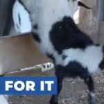 非ジストロフィー性ミオトニー症候群のヤギ