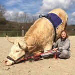 食肉用の牛だったけど、馬術競技もこなせるようになったウシ