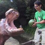 カバがスイカを食べる動画